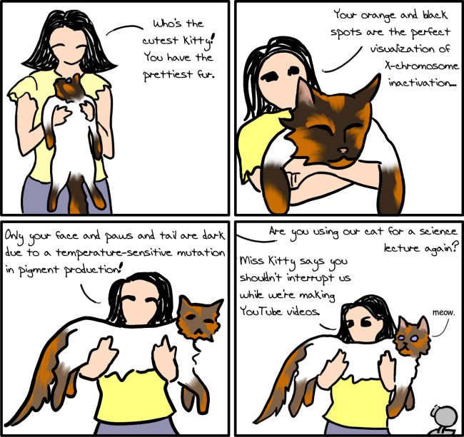 [Comic: Cat Demo]